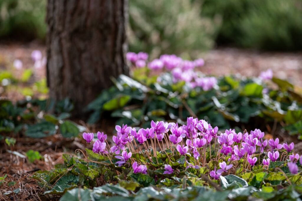 Alpenveilchen im Wald