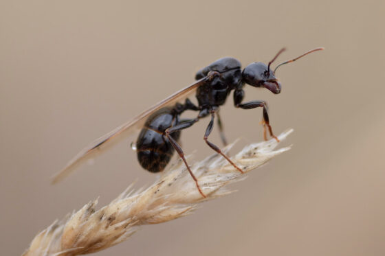 Fliegende Ameisen in Haus & Garten loswerden