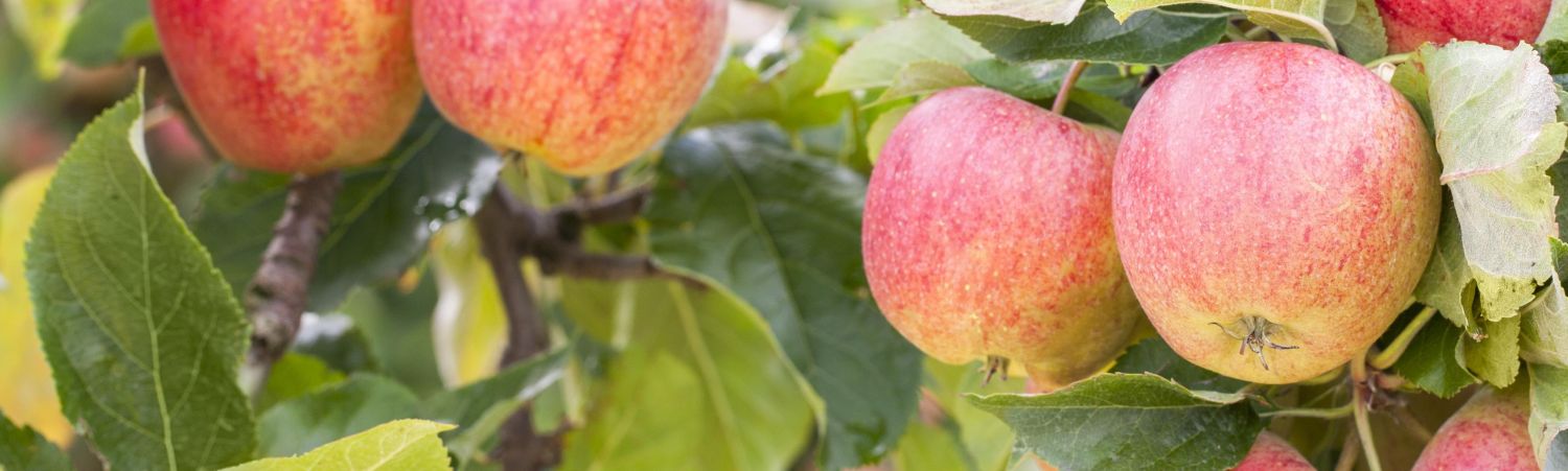 Apfelbaum: Experten-Tipps von A bis Z - Plantura