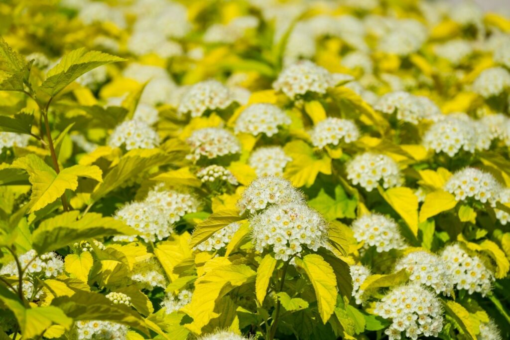 Blasenspiere 'Nugget'