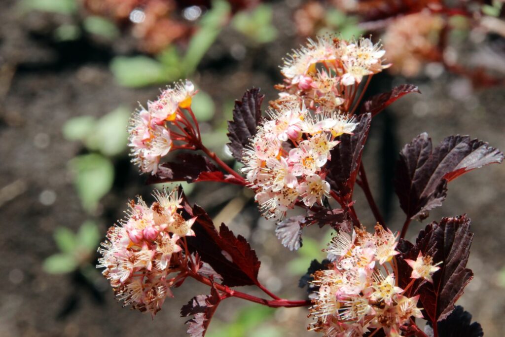 Physocarpus opulifolius 'Summer Wine'