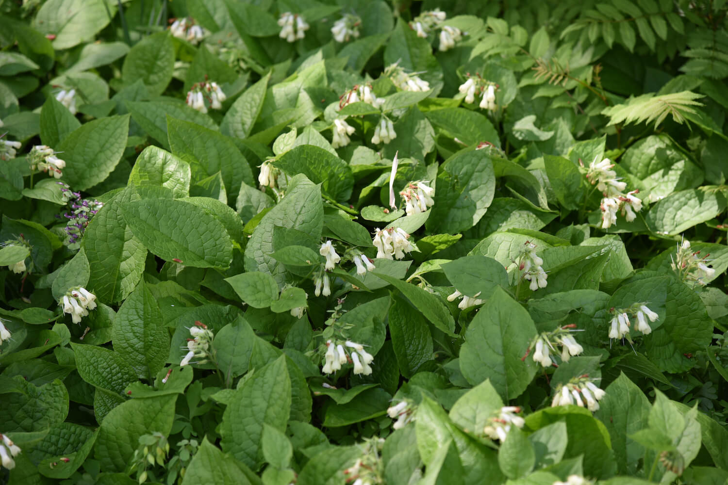 Bodendecker für den Halbschatten: Die 10 schönsten Arten