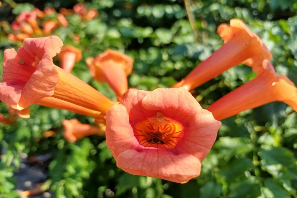 Blüte der Chinesischen Klettertrompete