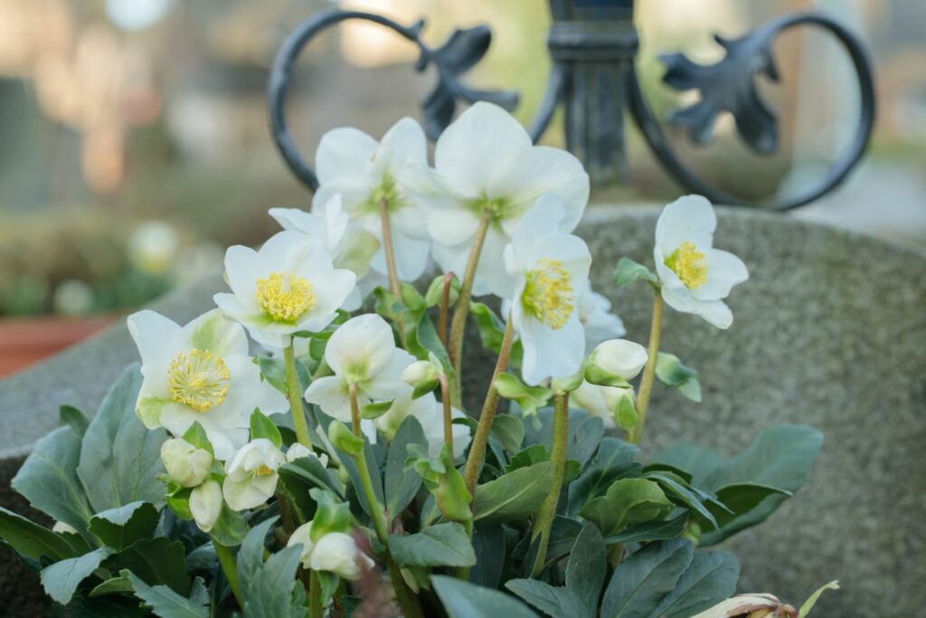 Weiße Christrose auf Grab gepflanzt