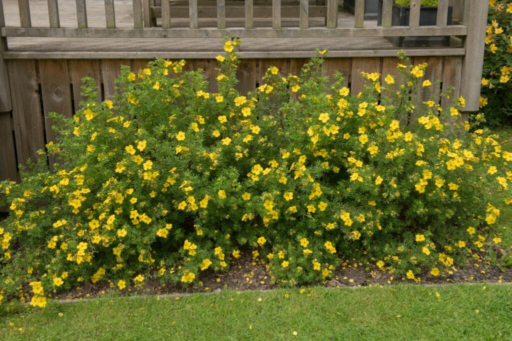 Fünffingerstrauch als Hecke gepflanzt