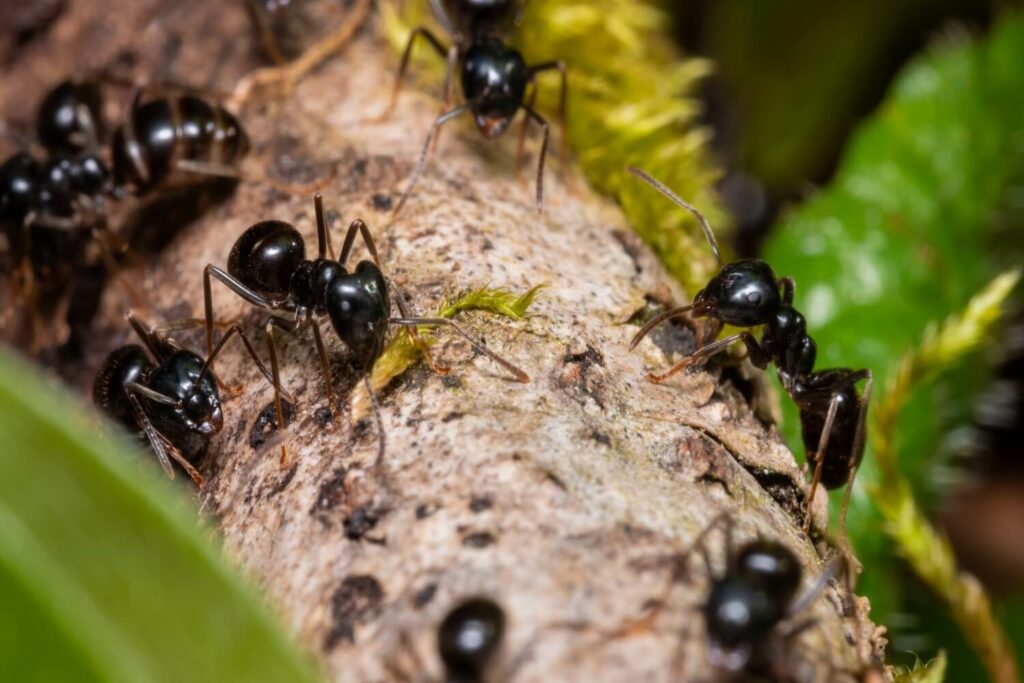 Schwarze Ameisen auf Baumstamm