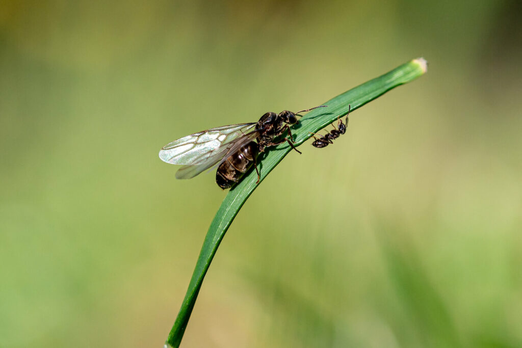 Große fliegende Ameise und kleine Ameise ohne Flügel
