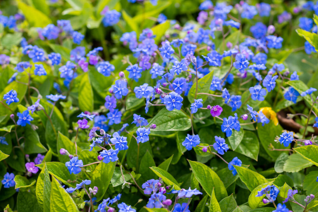 Blau blühendes Frühlings-Gedenkemein