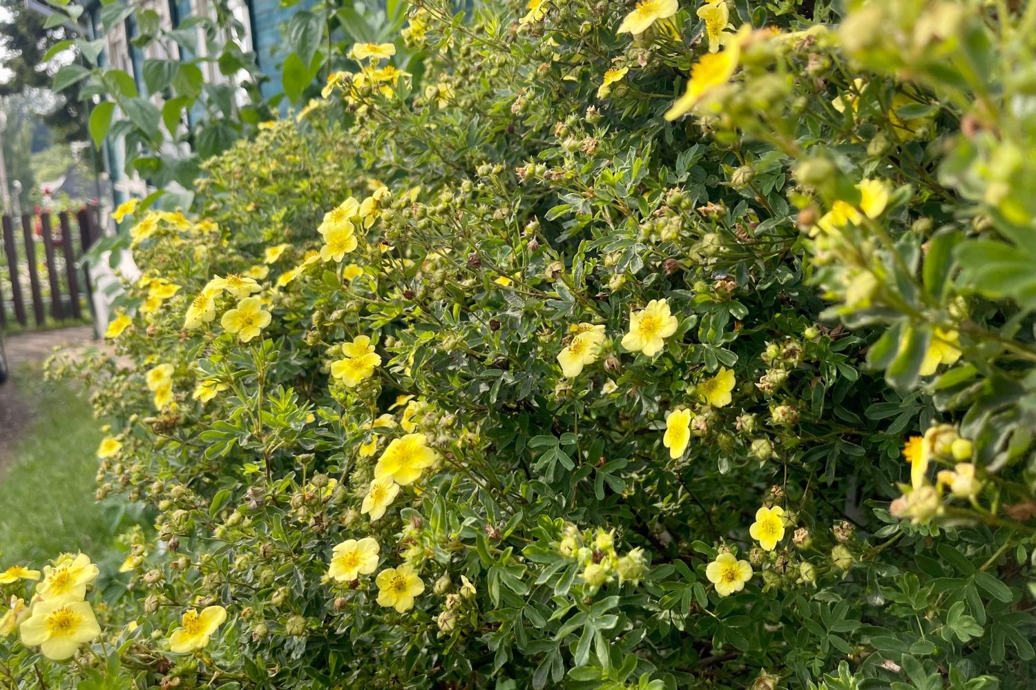 Fünffingerstrauch: Kombinieren, Schneiden & die schönsten Sorten