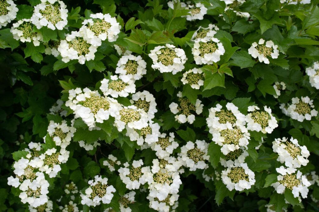 Weiße Blüten des Gewöhnlichen Schneeballs