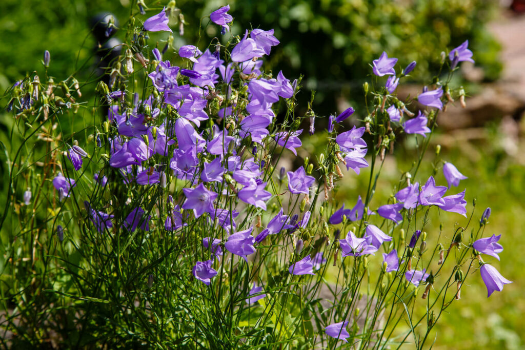 Glockenblume mit violetten Blüten