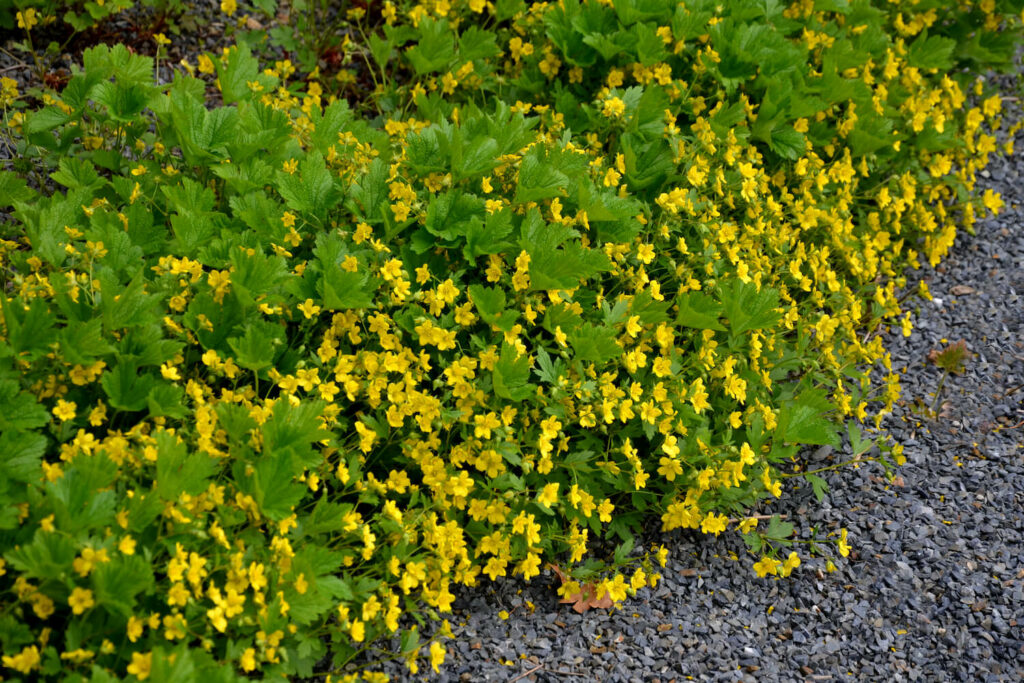 Horstige Ungarwurz mit gelben Blüten