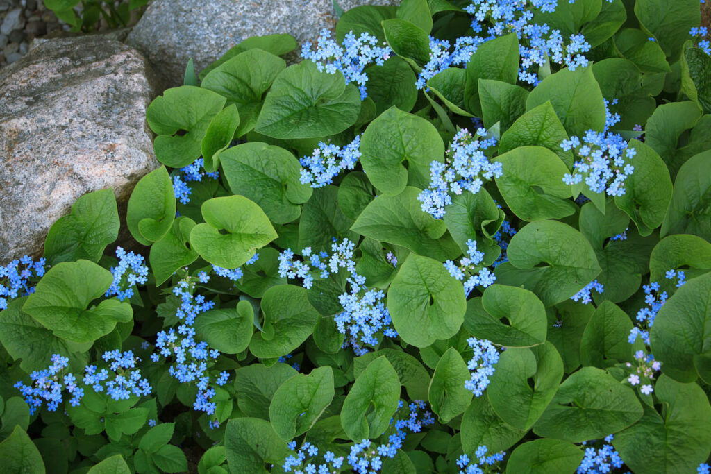 Blaue Blüten des Kaukasusvergissmeinnicht