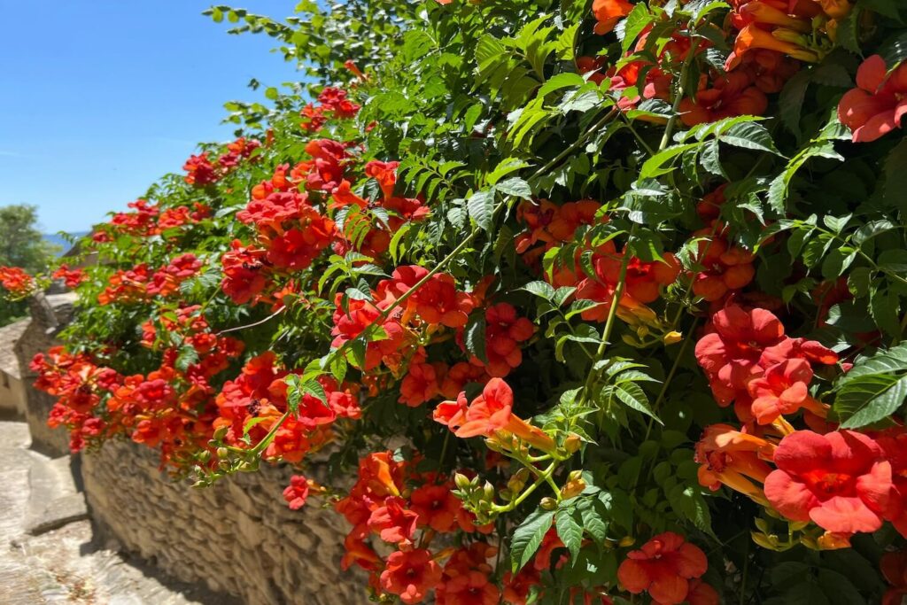 Blühende Trompetenblumen an Mauer