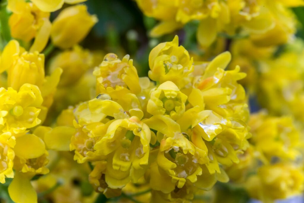 Mahonia aquifolium ˈApolloˈ