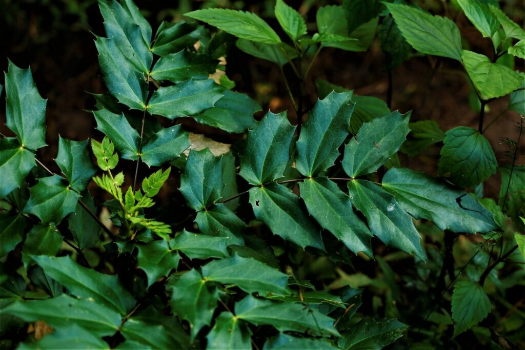 Blätter der Mahonia bealei