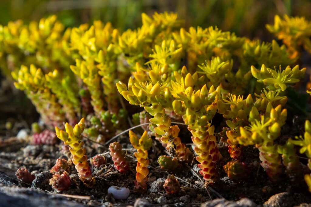 Mauerpfeffer mit gelben Blüten