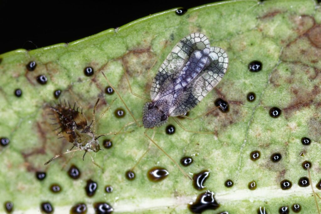 Netzwanze auf Blatt