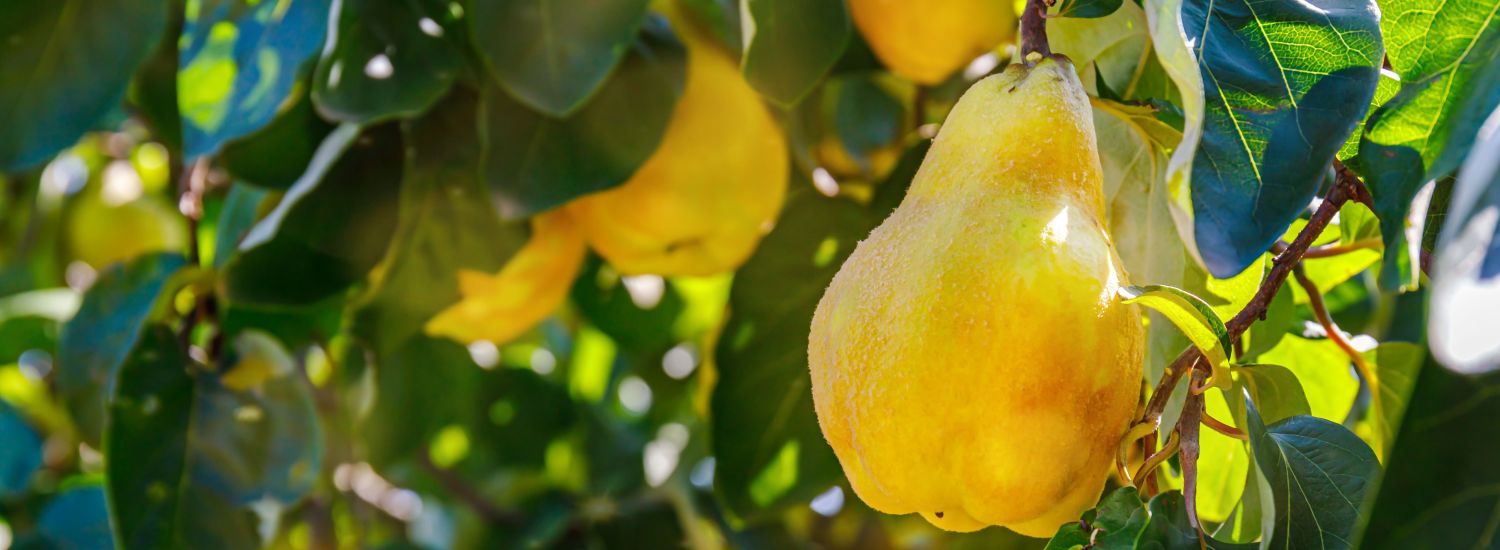 Plantura - Birnenquitten & Quittensorten: Apfel- besten Die