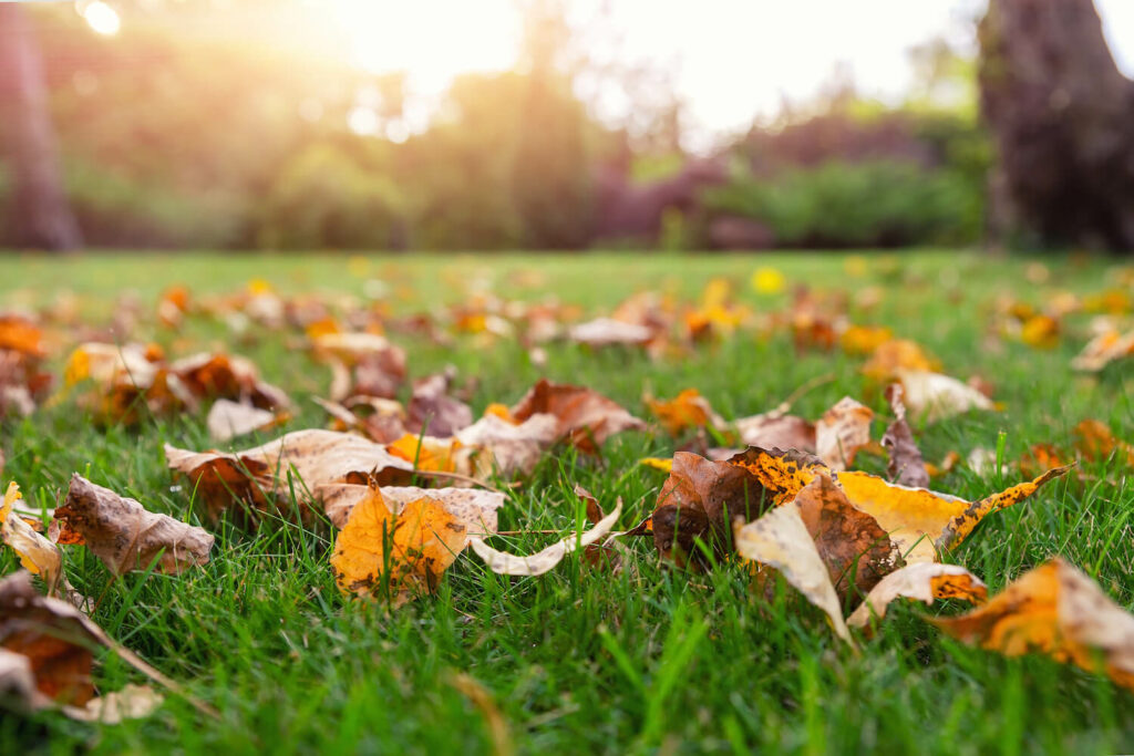 Rasen im Herbst mit Laub