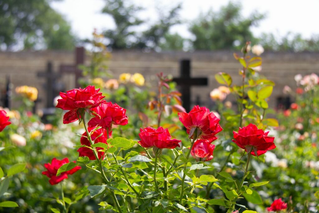 Rote Rosen auf Friedhof