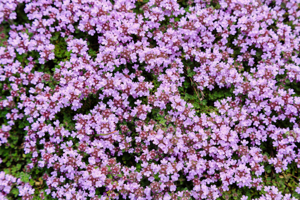 Viele lilafarbenen Thymian-Blüten