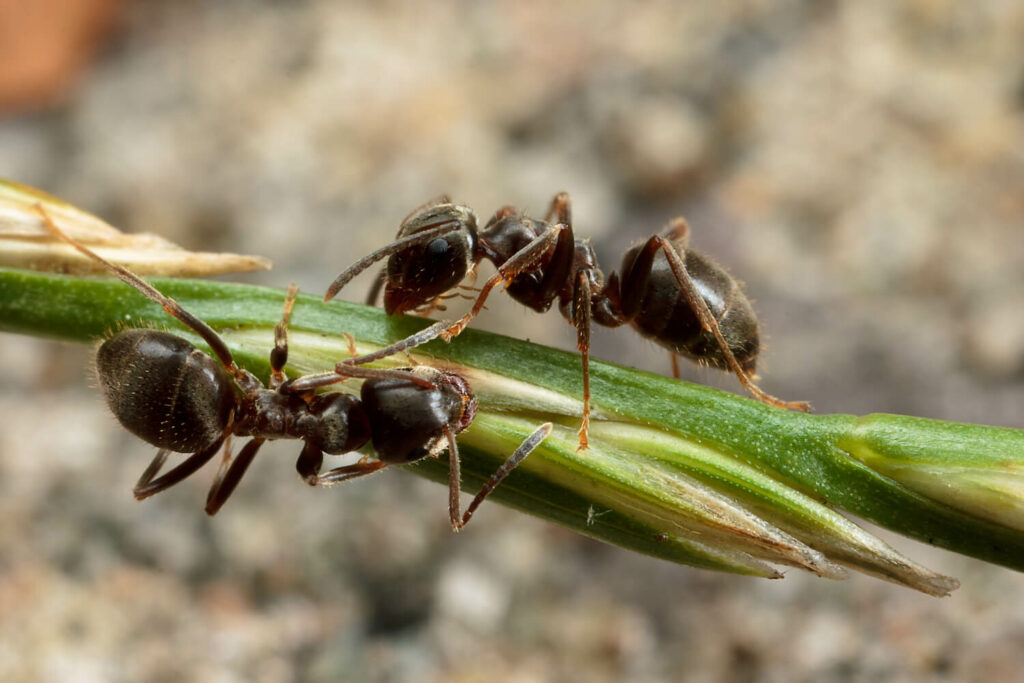 Fliegende Ameisen loswerden: So geht's - Plantura