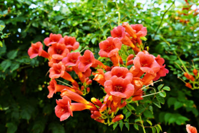 Trompetenblume pflanzen, schneiden & vermehren