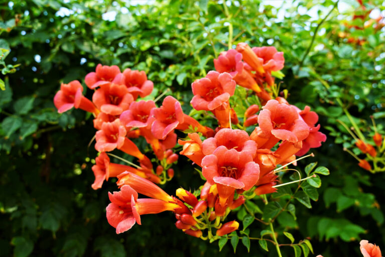 Trompetenblume pflanzen, schneiden & vermehren Plantura