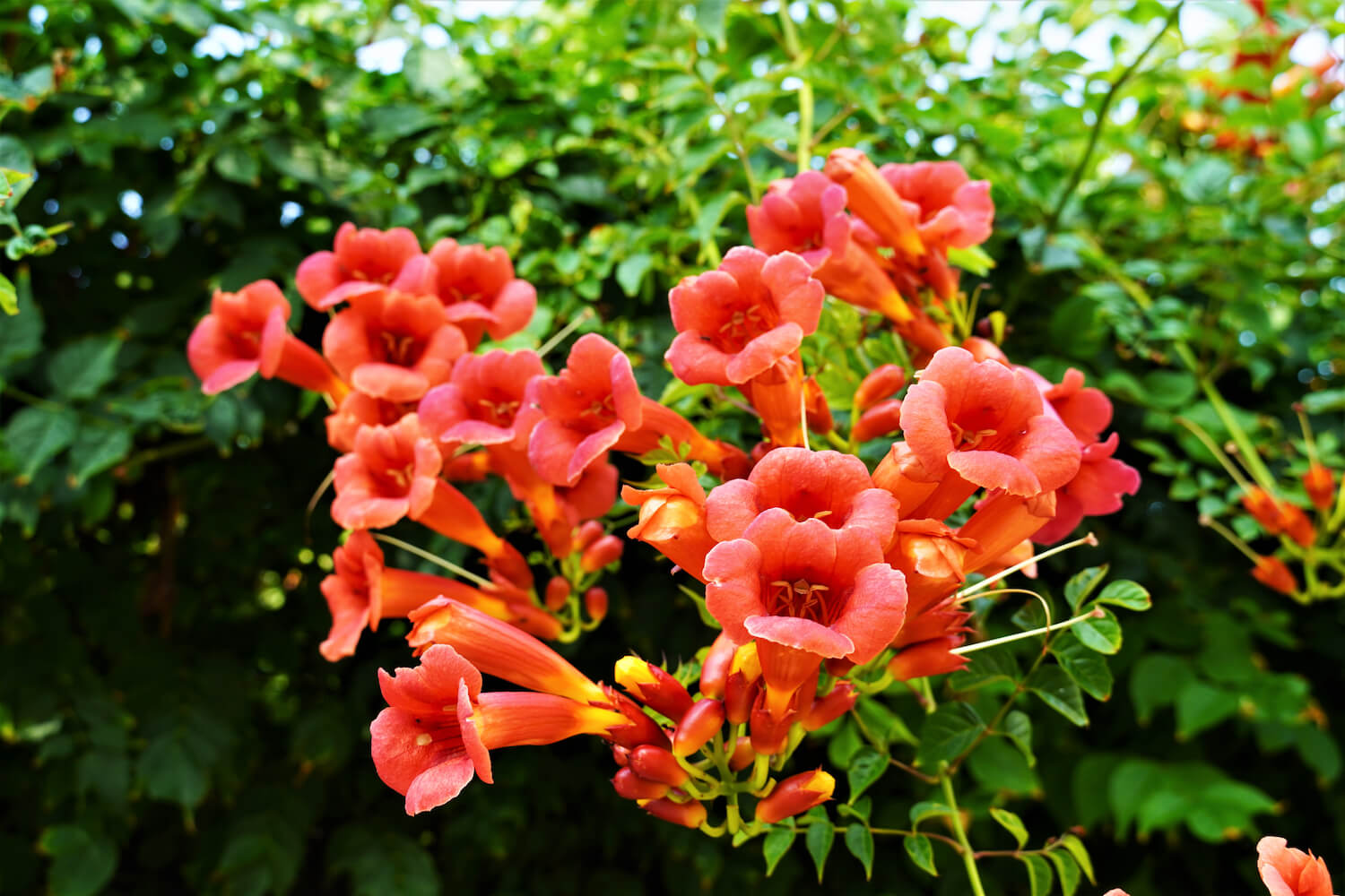 Trompetenblume pflanzen, schneiden & vermehren