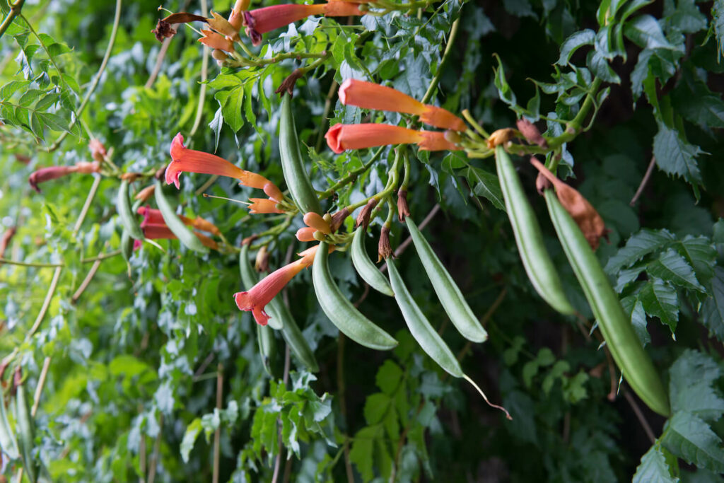 Frucht der Klettertrompete