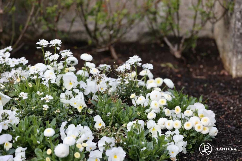 Weiße Blumen auf Grab