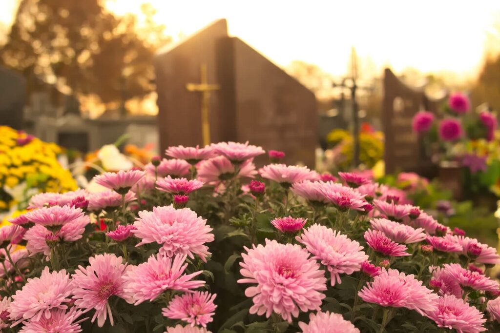 Rosa blühende Chrysanthemen auf dem Friedhof
