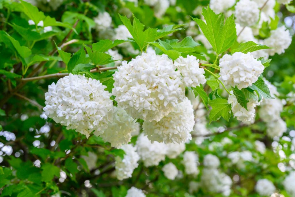 Weiße Blüte der Schneeball-Sorte 'Roseum'