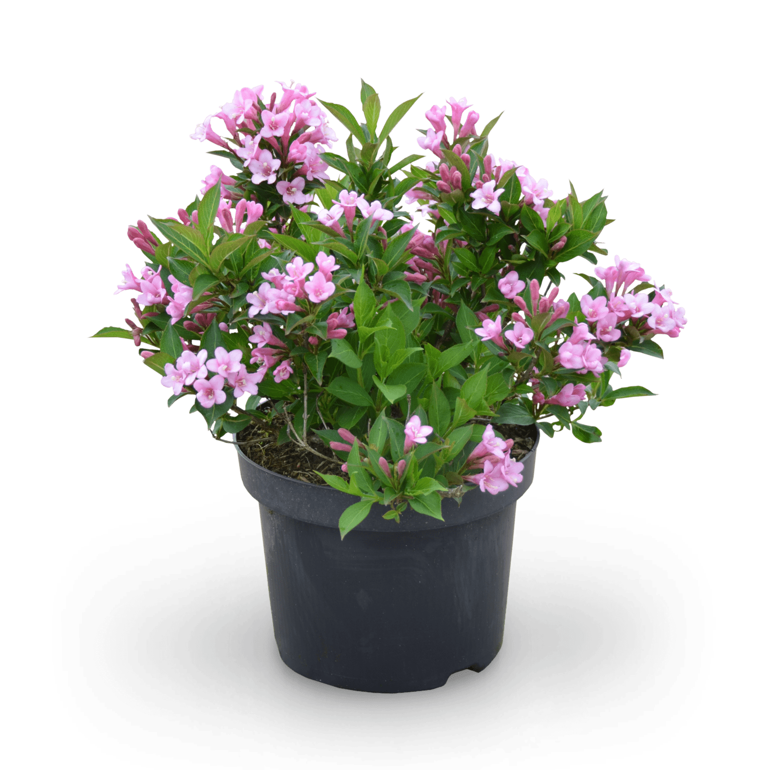 Zwerg-Weigelie 'Pink Poppet' Rosa