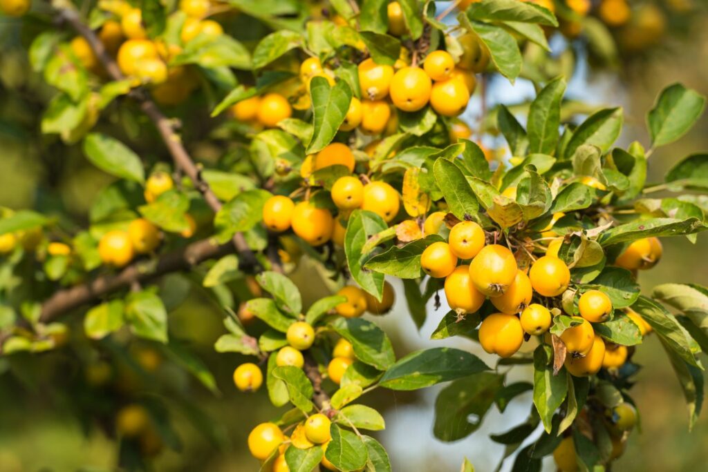 Zierapfel-Sorte 'Golden Hornet'