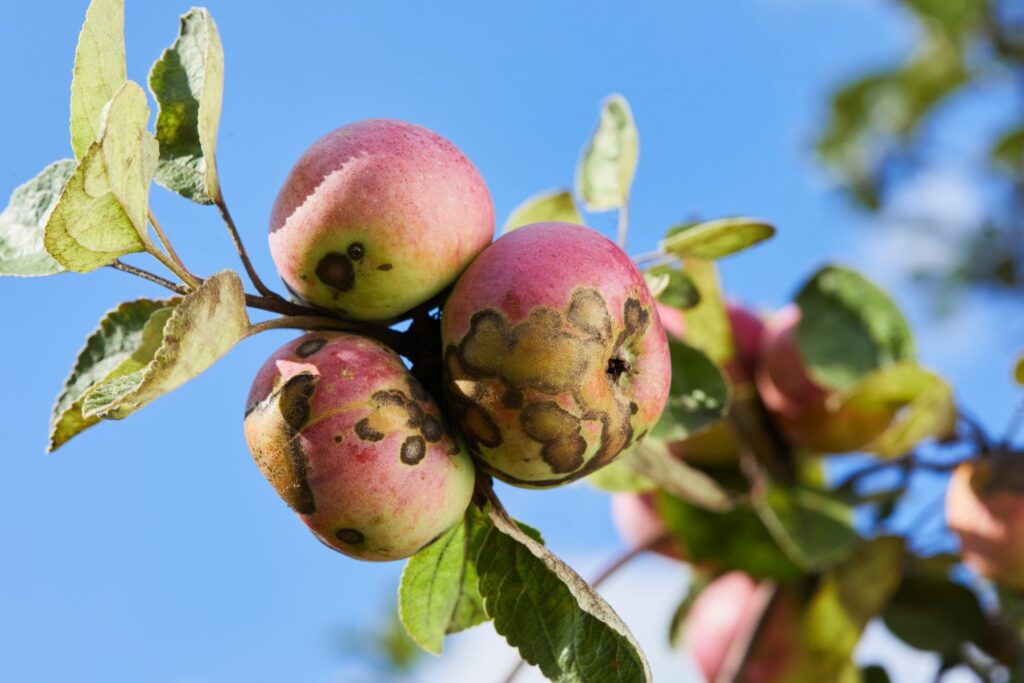 Apfelbaum mit kranken Äpfeln