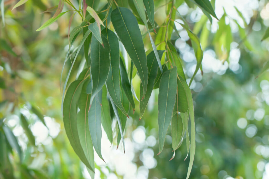 Eukalyptus-Blätter
