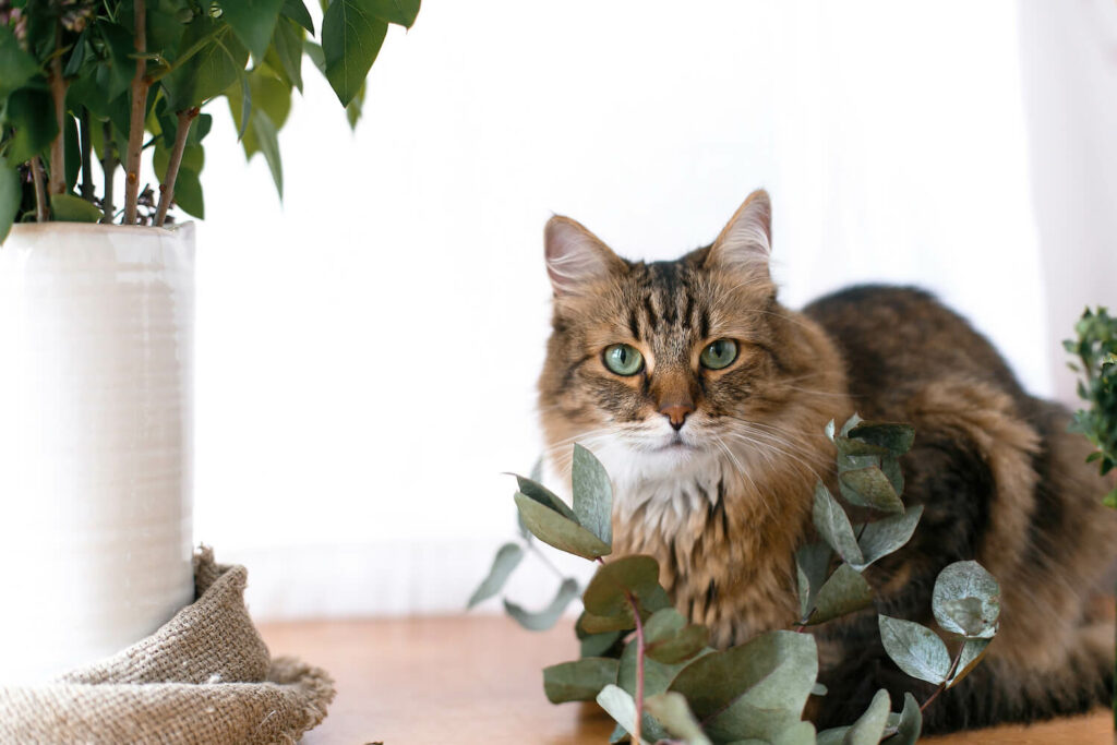 Katze und Eukalyptus-Pflanze