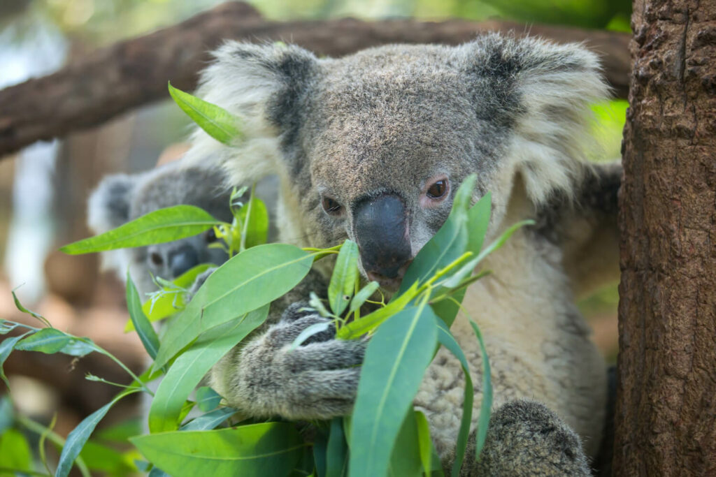 Koala frisst Eukalyptus
