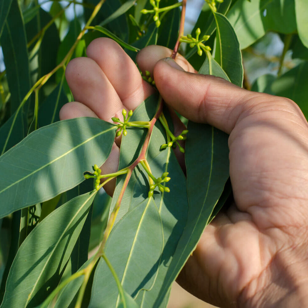Eukalyptus pflegen: Dngen, Gieen & Umtopfen - Plantura