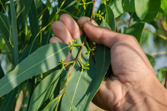 Eukalyptus pflegen: Wann & wie?