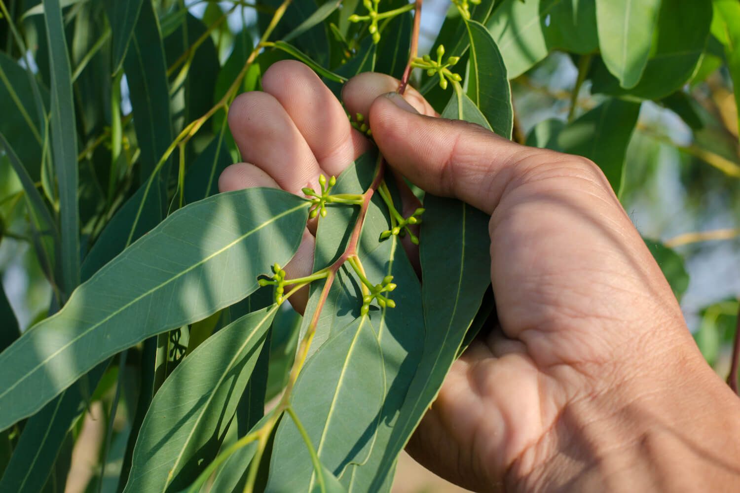 Eukalyptus pflegen Düngen, Gießen & Umtopfen Plantura