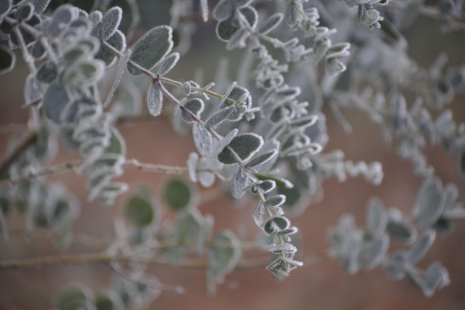 Eukalyptus überwintern: Die besten Tipps