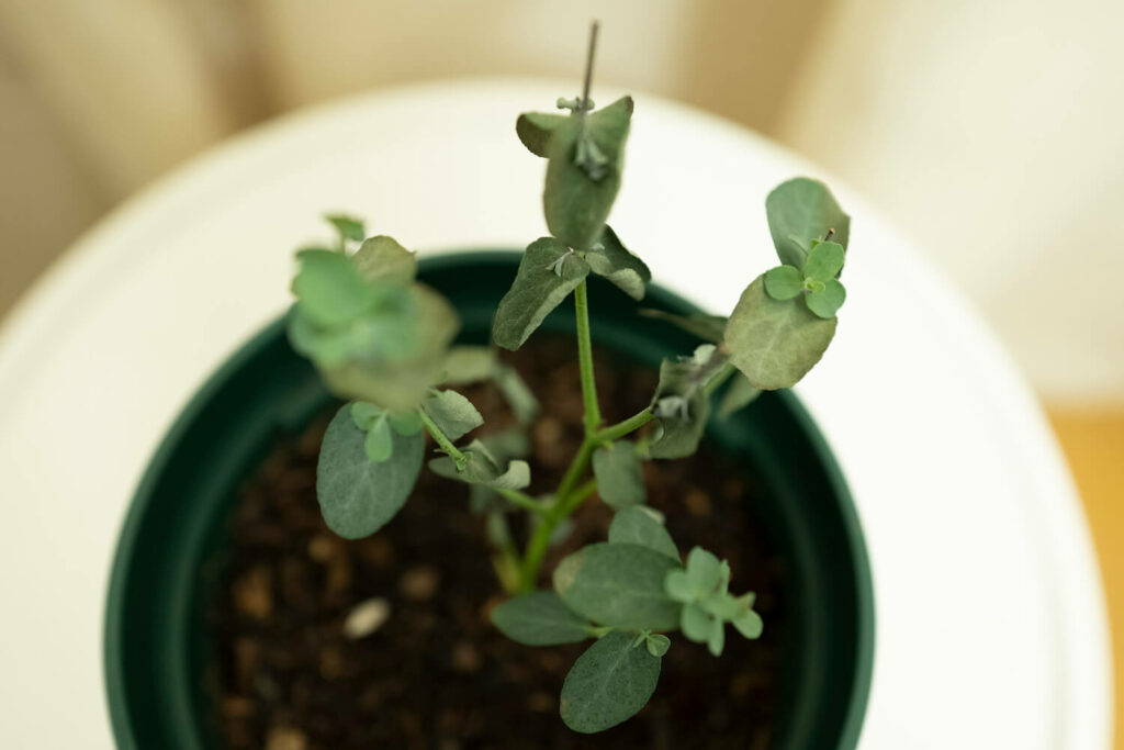 Trockene Eukalyptus-Pflanze
