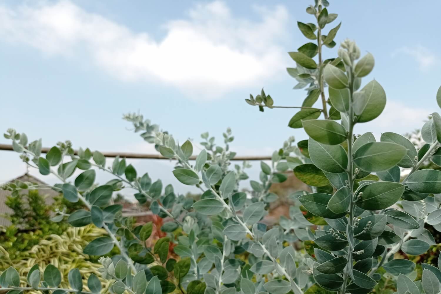 Eukalyptus schneiden Wann & wie? Plantura