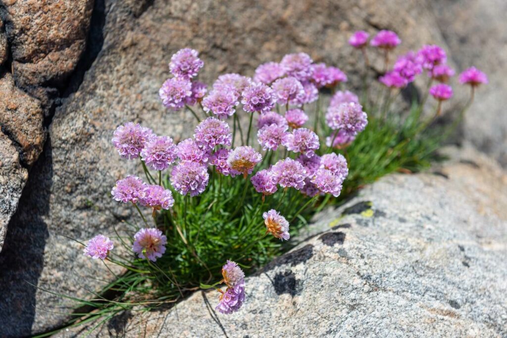 Grasnelken mit lila Blüten