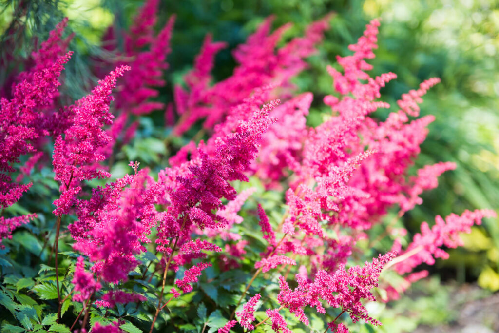 Pink-blühende Prachtspieren