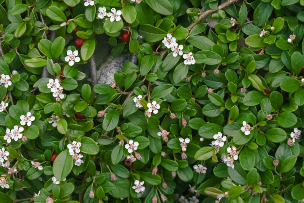 Kriechmispel mit weißen Blüten und roten Beeren
