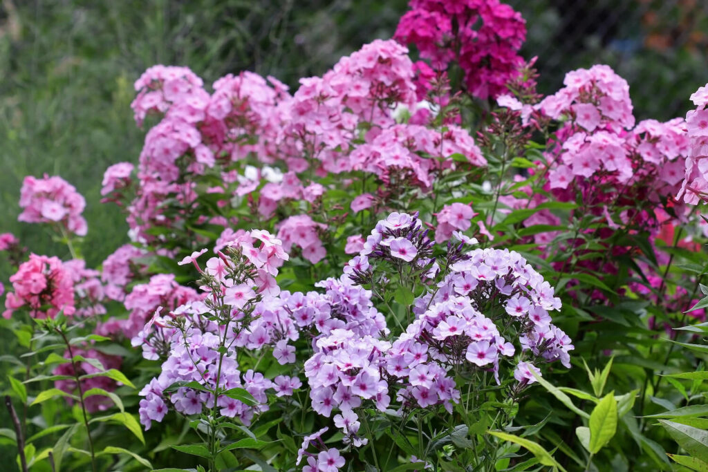 Phlox mit lila Blüten